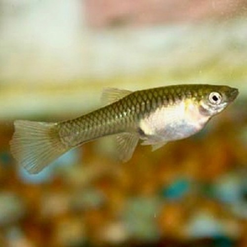 Poecilia wingei female - Guppy weibchen endler L